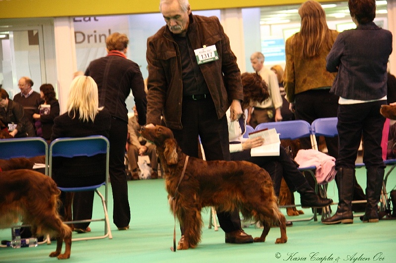 Crufts2011 487.jpg